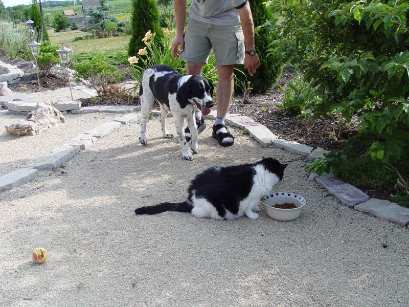 July 2, 2005<br><font size=2>Cat Eat Dog</font>