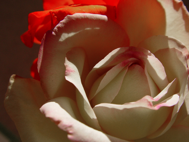 August 1, 2005<br><font size=2>Shadow Rose</font>