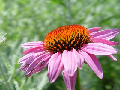 Echinacea Purpura - Purple Coneflower