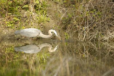 Heron in Euclid Creek.jpg