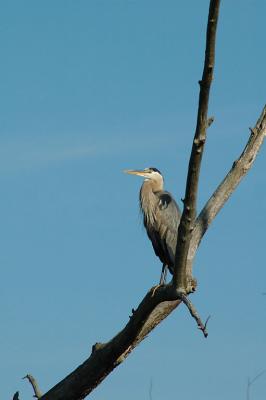 Blue Heron--Cuyahoga Valley.jpg