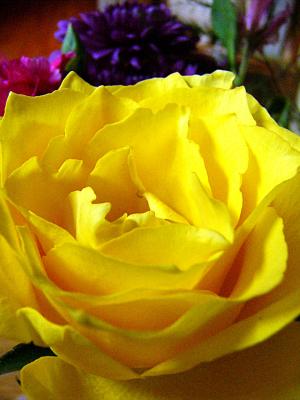 the yellow rose ~ May 31st