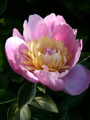 the peonie again ~ June 8th