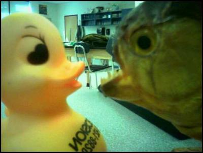 duckie meets piranha