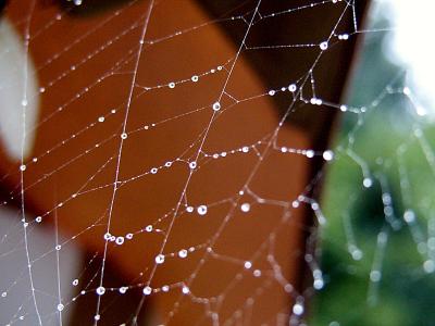 spider web ~ October 10th