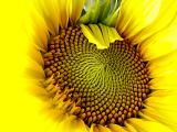 Sunflower Fantastic ~ August 8th