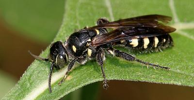 Wasp