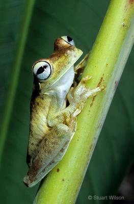 Costa Rican Tree Frog