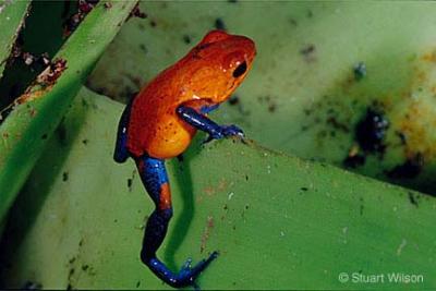v3/48/551048/3/45968752.CRPoisonDartFrog.jpg