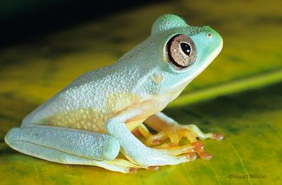 v3/48/551048/3/45968759.Frog11b.jpg