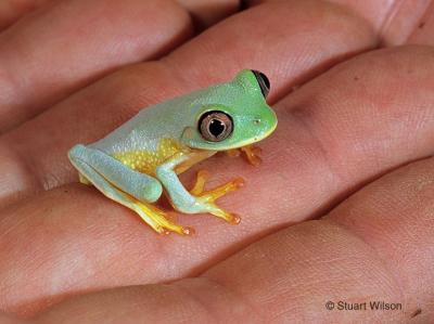 v3/48/551048/3/45968774.Frog11a.jpg