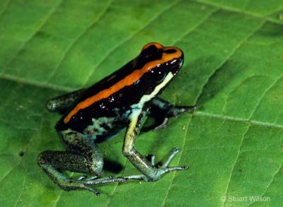 v3/48/551048/3/45968804.GulfoDulcePoisonDartFrog.jpg