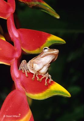 v3/48/551048/3/46024082.MalaysianTreeFrog.jpg