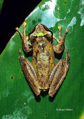 v3/48/551048/3/46024294.TorrentBreedingFrog.jpg