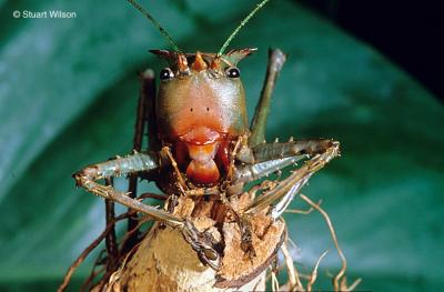 Carnivorous Katydid, Cameron Highlands, Malaysia