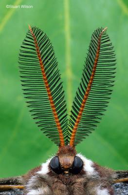 Ceanothus Moth, California, USA