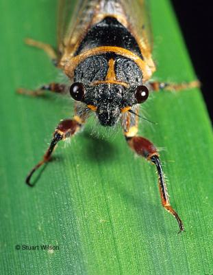 Cicada, California, USA