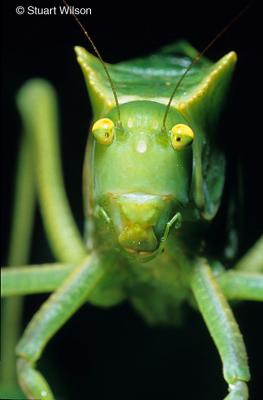 Katydid, Ecuador