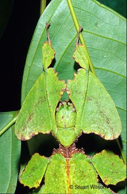 Leaf Insect, Cameron Highlands, Malaysia