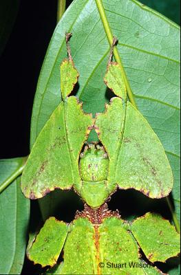 v3/48/551048/3/48361204.LeafInsect.jpg