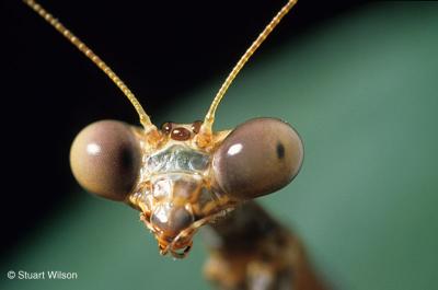 Praying Mantis, California, USA