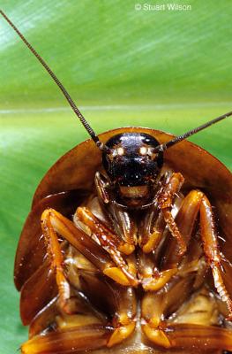 Tropical Cockroach, Costa Rica