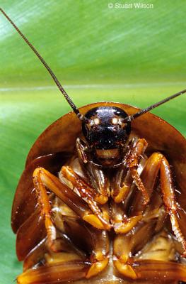 v3/48/551048/3/48361307.TropicalCockroach.jpg
