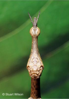 Jumping Stick c.u., Ecuador