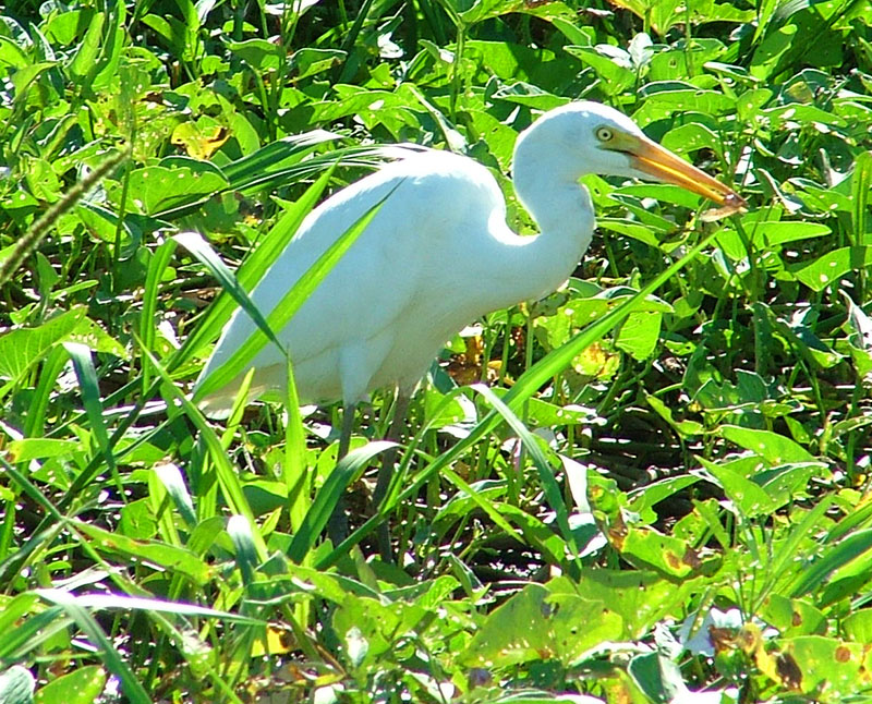 Egret1.jpg