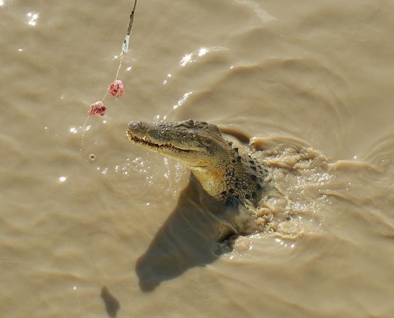 croc3.jpg