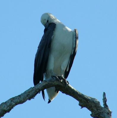 White bellied sea eagle