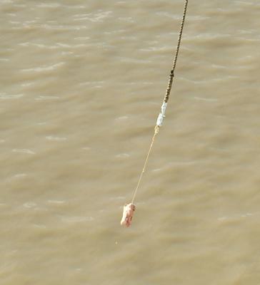 Sea Eagle baiting (Adelaide River)