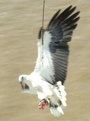 Sea eagle baiting (Adelaide River)