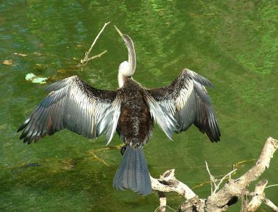 Darter_Bird2.jpg