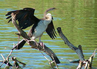 Darter_Bird1.jpg
