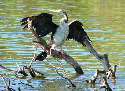 Darter_Bird3.jpg