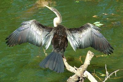Darter_Bird4.jpg