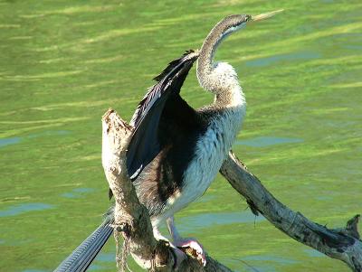 Darter_Bird5.jpg