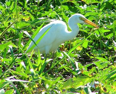 Egret1.jpg
