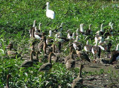 Flock of geese.jpg