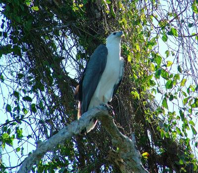 Sea eagle
