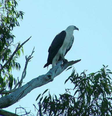 Sea Eagle