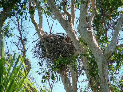 Sea Eagle's Nest