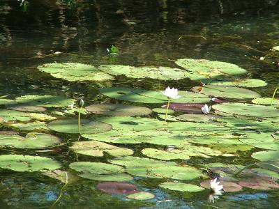 Water Lillies.jpg