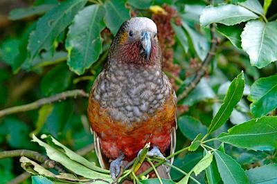 kaka1-small.jpg