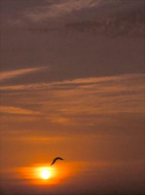 Dreaming to be free