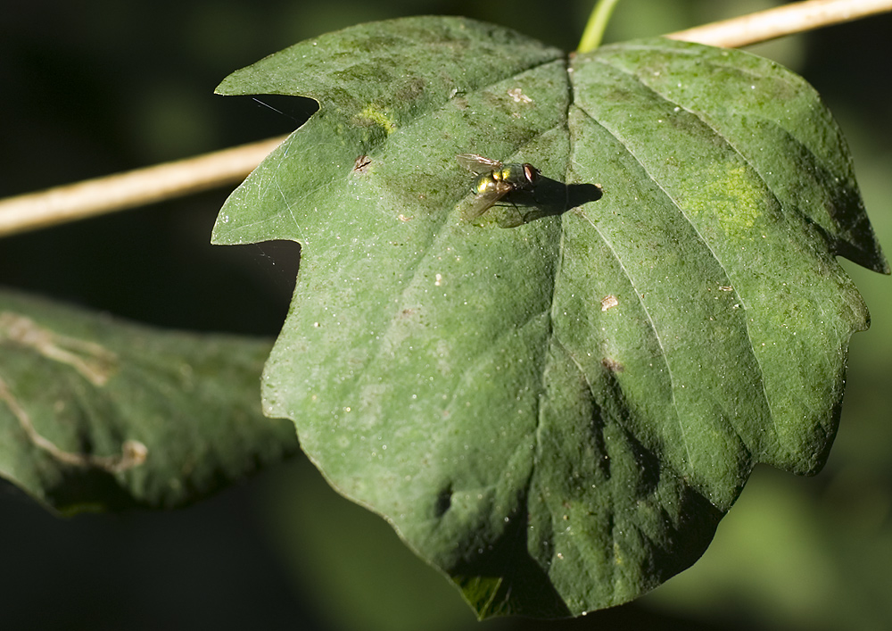 Fly on leaf.jpg