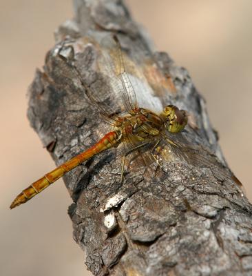 Insects, butterflies and other small livings
