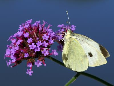 Butterfly 7-2.jpg