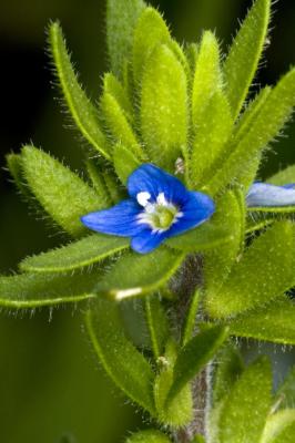 Small-Flower-2.jpg